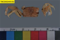 藏品(萬歲大眼蟹)的圖片